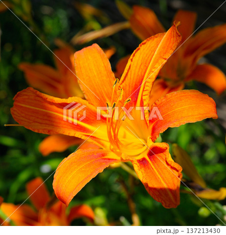 Vibrant Orange Daylily Flower in Full Bloom Under Bright Sunlight 137213430