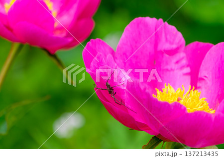 芍薬の花びらで休む蜘蛛と鮮やかなピンクの花 芍薬の花びらで休む蜘蛛と鮮やかなピンクの花 137213435