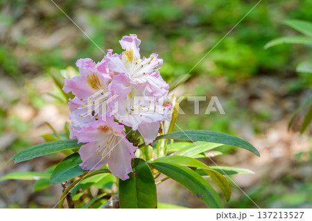 新緑の中に咲く淡いピンクのシャクナゲ 137213527