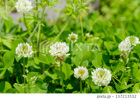 日当たりの良い広場に群生する白詰草 137213532