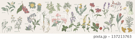 Hand drawn Herbal Blend Medicinal Plants Set 137213763