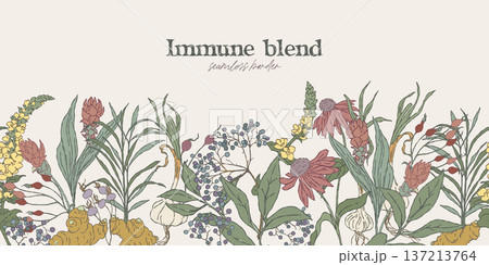 Seamless botanical border, hand drawn immune tea Seamless botanical border, hand drawn immune tea 137213764