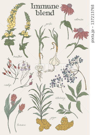 Hand drawn botanical set of immune tea herbs 137213768