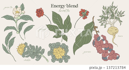 botanical illustration set of energy tea herbs 137213784