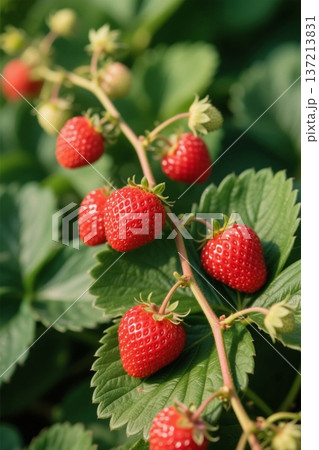 イチゴ いちご 苺 137213831
