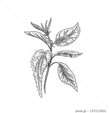 Black and white nettle plant outline vector drawing. Botanical illustration a medicinal stinging herb and wild forest ingredient. Hand drawn vector art for cosmetic packaging. Leaves on stem linear. 137213832