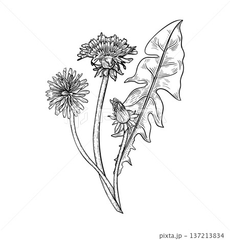 Taraxacum herb plant outline vector illustration. Botanical graphic drawing of a dandelion flower leaf and bud. Herbaceous wildflower black white for natural and spring design. Apothecary bloom. 137213834