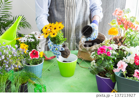 Spring terrace or balcony decorated with blooming flowers, Osteospermum being planted in pots by a man, framed by green foliage, highlighting hobby gardening and spring freshness 137213927