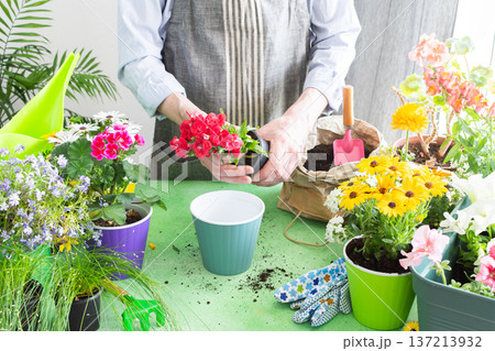 Spring balcony scene with a gardener arranging colorful carnation in pots, set against a green leafy backdrop, emphasizing home gardening, care and a joyful hobby atmosphere 137213932