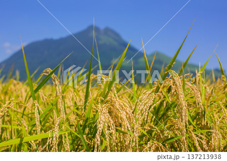 収穫前の稲穂と由布岳 137213938