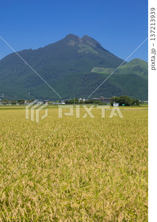 収穫前の稲穂と由布岳 137213939