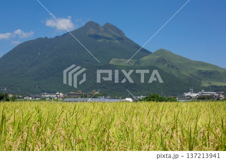 収穫前の稲穂と由布岳 収穫前の稲穂と由布岳 137213941