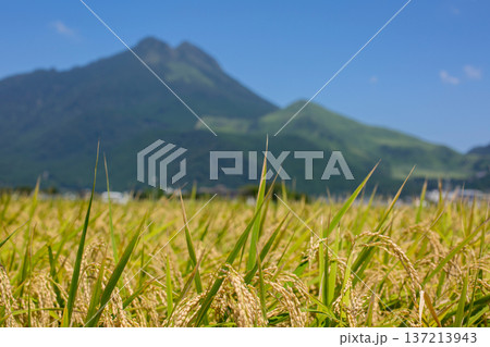 収穫前の稲穂と由布岳 137213943