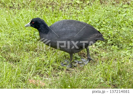 Photograph of a Eurasian Coot walking on and eating grass Photograph of a Eurasian Coot walking on and eating grass 137214081