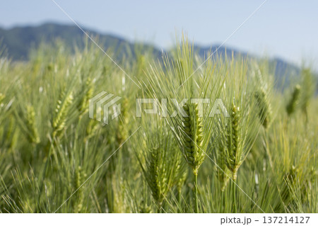 大麦　青麦 137214127