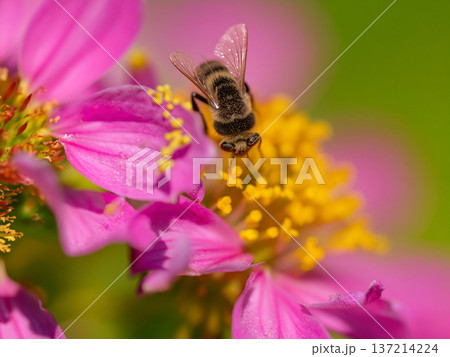 蜜を吸うミツバチ 137214224
