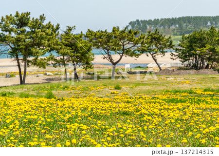 八戸市・種差海岸の天然芝生に咲くタンポポの群生、春の潮風に揺れる黄色い花々と松林 八戸市・種差海岸の天然芝生に咲くタンポポの群生、春の潮風に揺れる黄色い花々と松林 137214315
