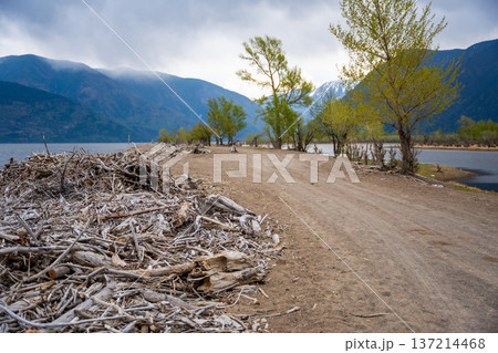 Storm washed branches and sticks on shore of Teletskoye lake in Altai Russia Natural debris for firewood and water purification Storm washed branches and sticks on shore of Teletskoye lake in Altai Russia Natural debris for firewood and water purification 137214468