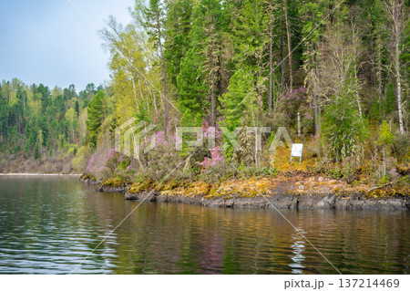 Close view of Teletskoye lake shore with fir trees, blooming rhododendron and rocky cliffs. Wild natural landscape in Altai Russia seen from the water Close view of Teletskoye lake shore with fir trees, blooming rhododendron and rocky cliffs. Wild natural landscape in Altai Russia seen from the water 137214469