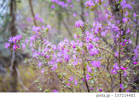 Close up of blooming maralnik flowers in spring near Teletskoye lake Altai Russia. Vivid seasonal flora in wild mountain nature 137214481