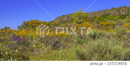 Mediterranean Forest Scrub, Spain 137214978