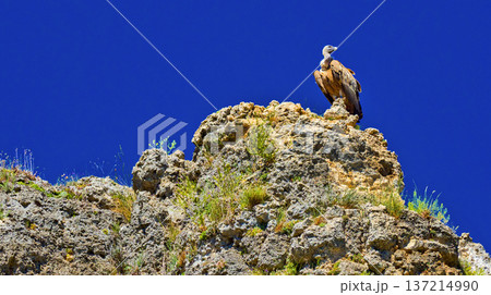 Griffon Vulture, Hoces de Rio Duraton Natural Park, Spain 137214990