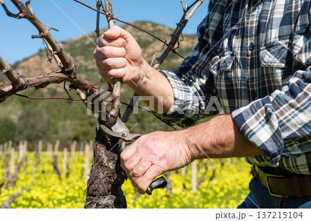 Farmer pruning the vine in winter. Agriculture. 137215104
