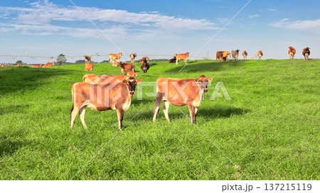 New Zealand Jersey Heifers Herd Lush Fresh Green Grass 137215119