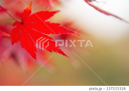 楓の紅葉 楓の紅葉 137215326