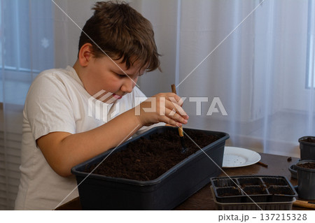 Young boy carefully planting small seeds into a rectangular tray filled with potting soil, preparing seedlings for future growth and engaging in a spring gardening hobby at home. 137215328