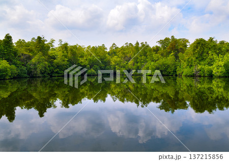 Serene River Landscape in Sri Lanka with Exotic Vegetation Serene River Landscape in Sri Lanka with Exotic Vegetation 137215856