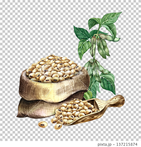 Soybeans in a burlap bag and a soybean stalk with pods and leaves. Hand-drawn watercolor illustration. Perfect for creating product labels, posters, banners, menus, and more. 137215874