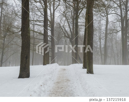 Snow blankets a quiet forest path 137215918