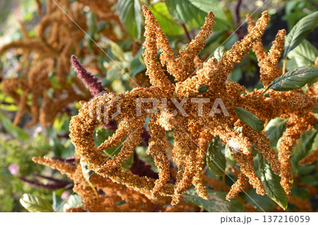 Yellow amaranth flowers in the summer garden. Amaranth in the rays of the sun. 137216059