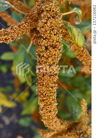 Yellow amaranth flowers in the summer garden. Amaranth in the rays of the sun. 137216062