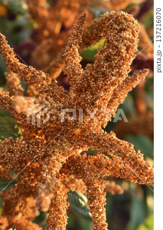 Yellow amaranth flowers in the summer garden. Amaranth in the rays of the sun. 137216070