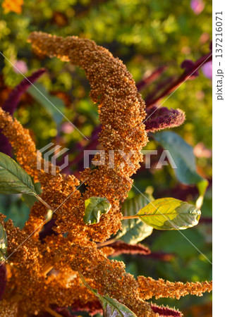 Yellow amaranth flowers in the summer garden. Amaranth in the rays of the sun. 137216071