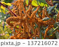 Yellow amaranth flowers in the summer garden. Amaranth in the rays of the sun. 137216072