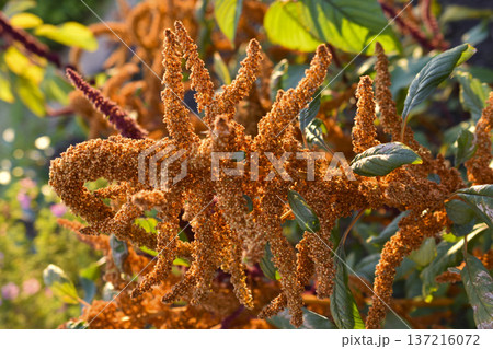 Yellow amaranth flowers in the summer garden. Amaranth in the rays of the sun. Yellow amaranth flowers in the summer garden. Amaranth in the rays of the sun. 137216072