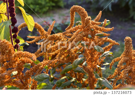 Yellow amaranth flowers in the summer garden. Amaranth in the rays of the sun. Yellow amaranth flowers in the summer garden. Amaranth in the rays of the sun. 137216073
