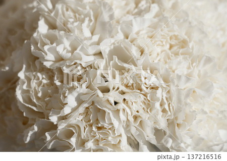 Detailed Macro Photograph Of White Carnation With Subtle Shadows Detailed Macro Photograph Of White Carnation With Subtle Shadows 137216516