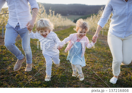 Family with two small children on wlak in blooming orchard. Family with two small children on wlak in blooming orchard. 137216808