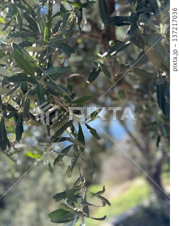 Olive tree foliage with blurred background in bright sunlight, suitable for nature themes 137217036