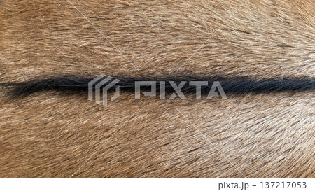Brown and black animal fur closeup, detailed texture suitable for nature-themed background 137217053