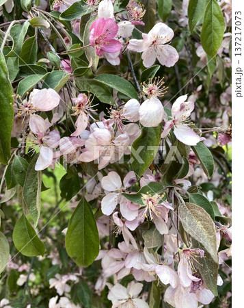 Cherry blossoms in full bloom, close-up with lush green leaves, suitable as floral background Cherry blossoms in full bloom, close-up with lush green leaves, suitable as floral background 137217073