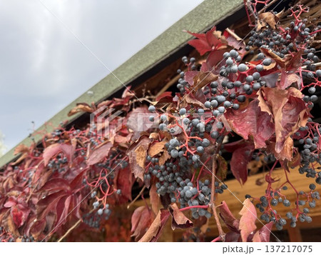 Red autumn leaves and dark berries on vine drape roof edge against cloudy sky background 137217075