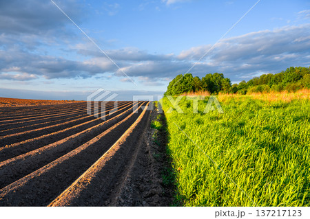 Golden light illuminating fresh soil furrows beside 137217123