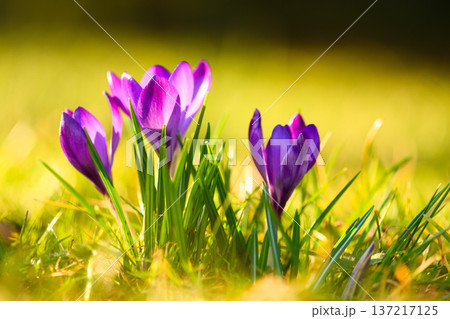 Low angle view of violet crocuses illuminated by golden sunset light Low angle view of violet crocuses illuminated by golden sunset light 137217125
