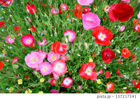 Vibrant poppy flowers in red and soft pink tones Vibrant poppy flowers in red and soft pink tones 137217141