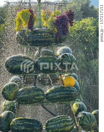 Sweet Watermelon Ready to Eat 137217151